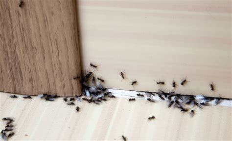 房間有螞蟻